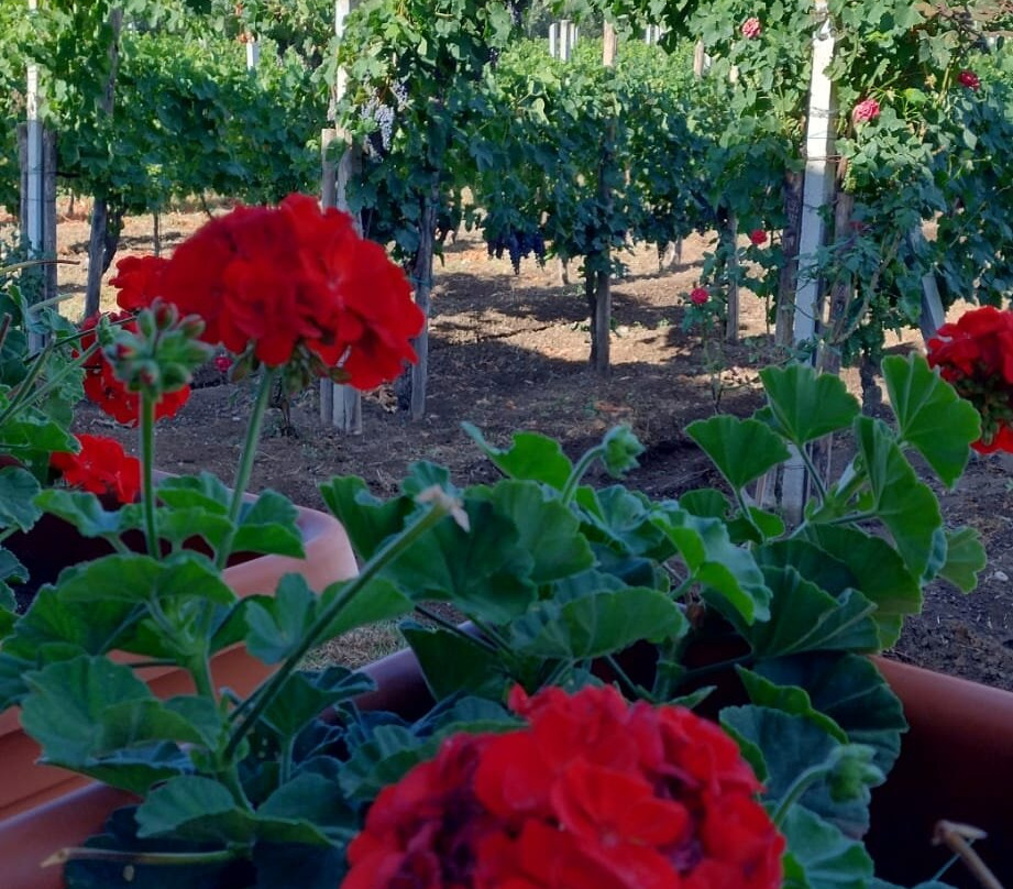 B&B Vigna Di Filippo主图