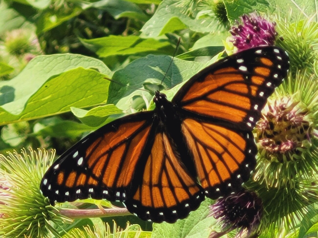 Mike Schout Wetlands Preserve
