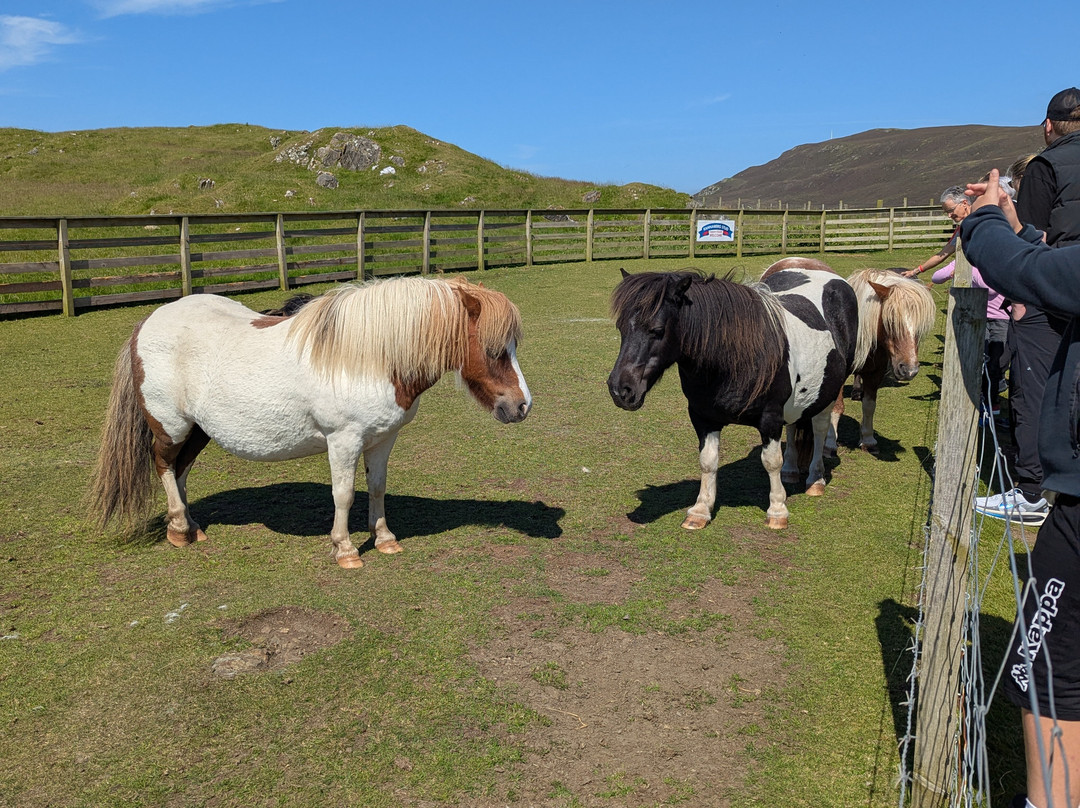 Shetland Explorer Tours-Lerwick必去景点