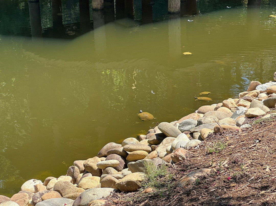 South Carolina Botanical Gardens-克莱姆森必去景点