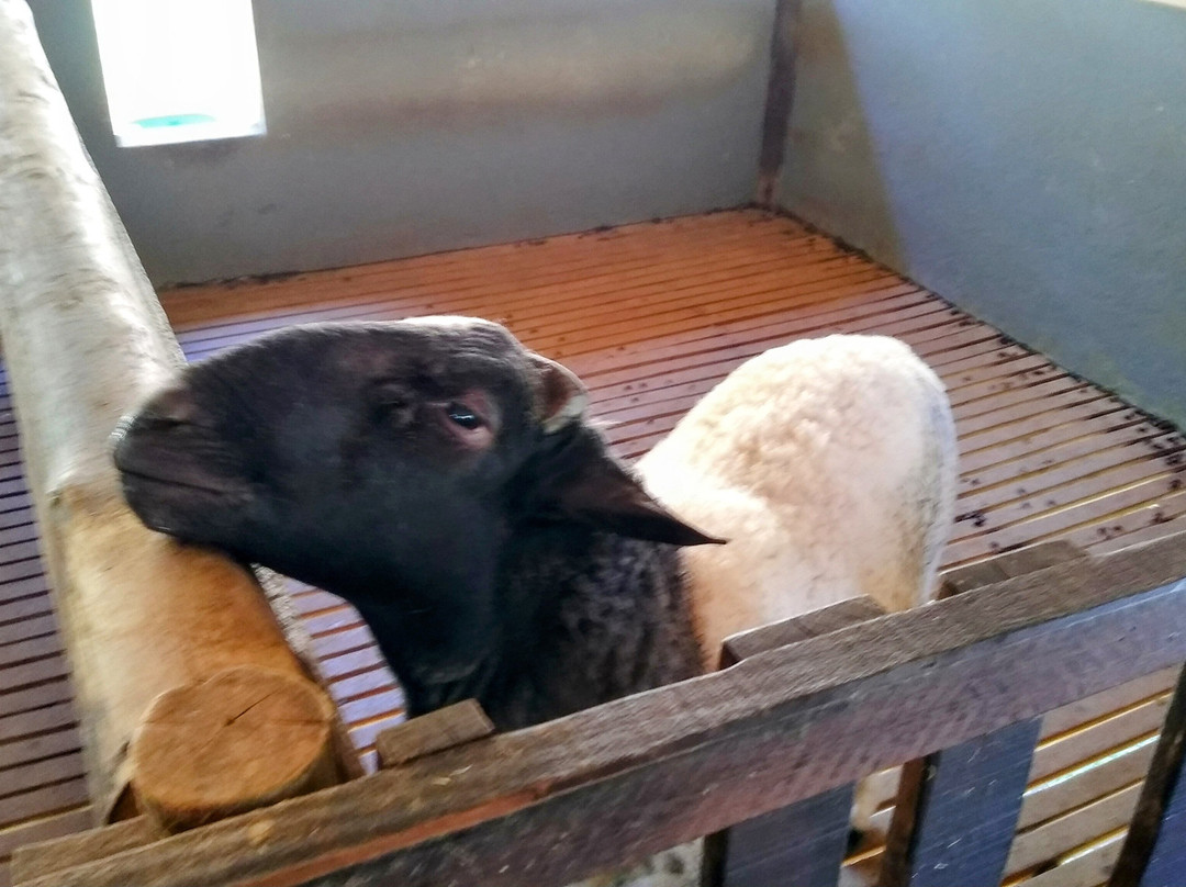 Hotel Fazenda Suica Le Canton主图