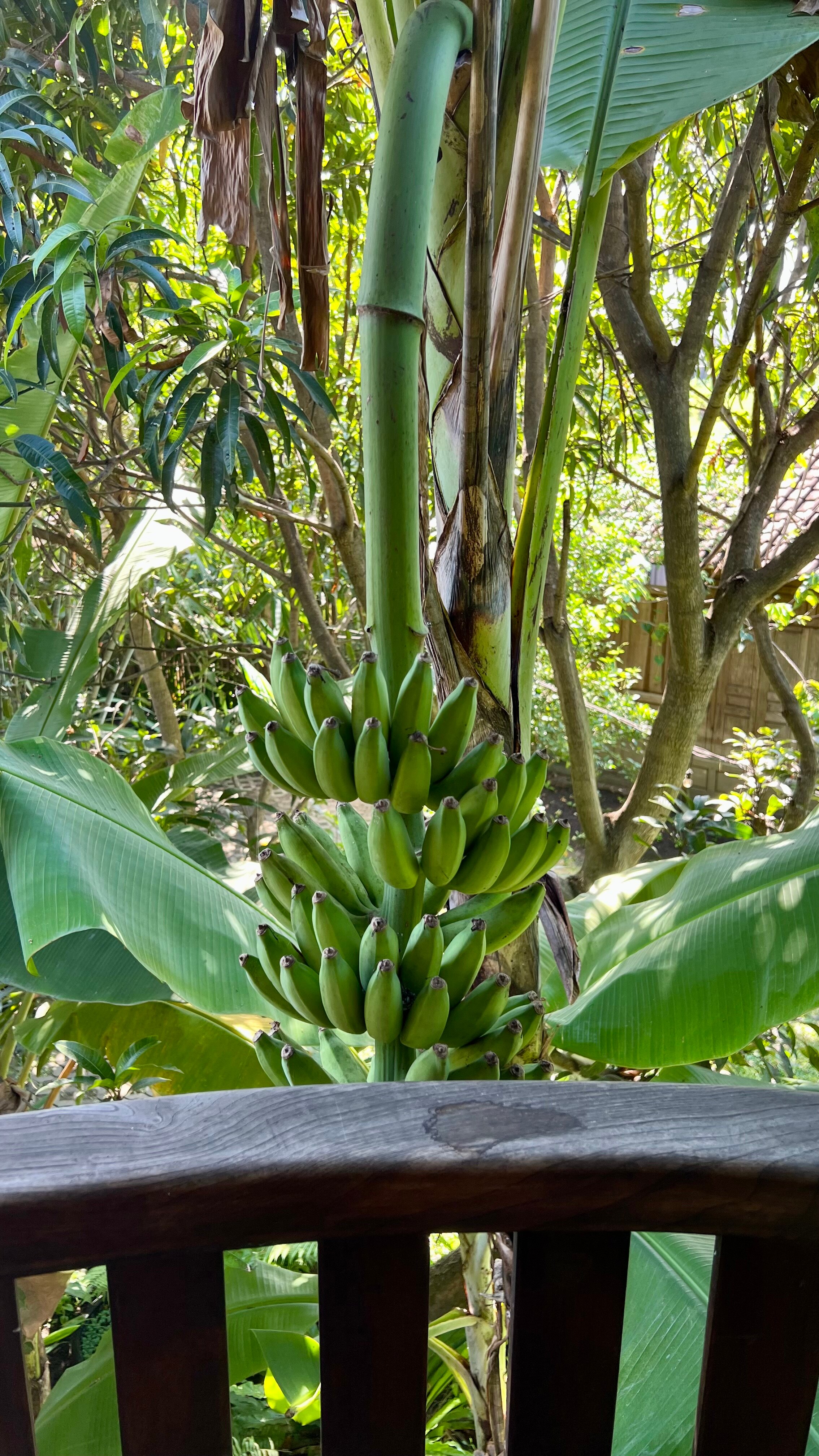 Yabbiekayu Eco-Bungalows-客卧