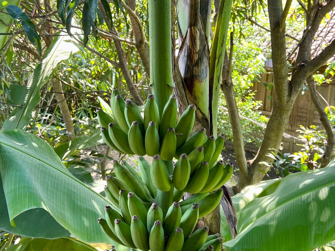 Yabbiekayu Eco-Bungalows主图
