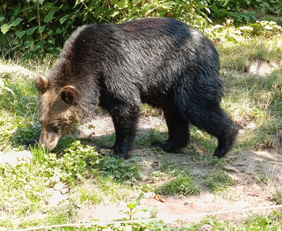Alternativer Wolf- Und Barenpark Schwarzwald-Bad Rippoldsau-Schapbach必去景点