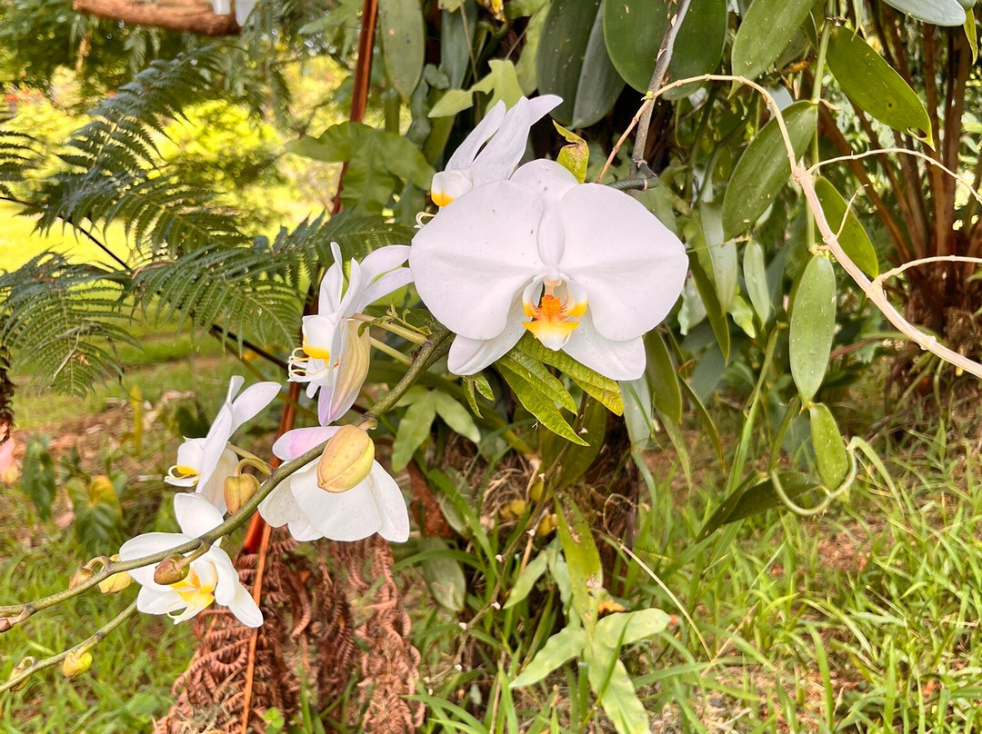 O.k. Farms (the Farm At Rainbow Falls)-希洛必去景点