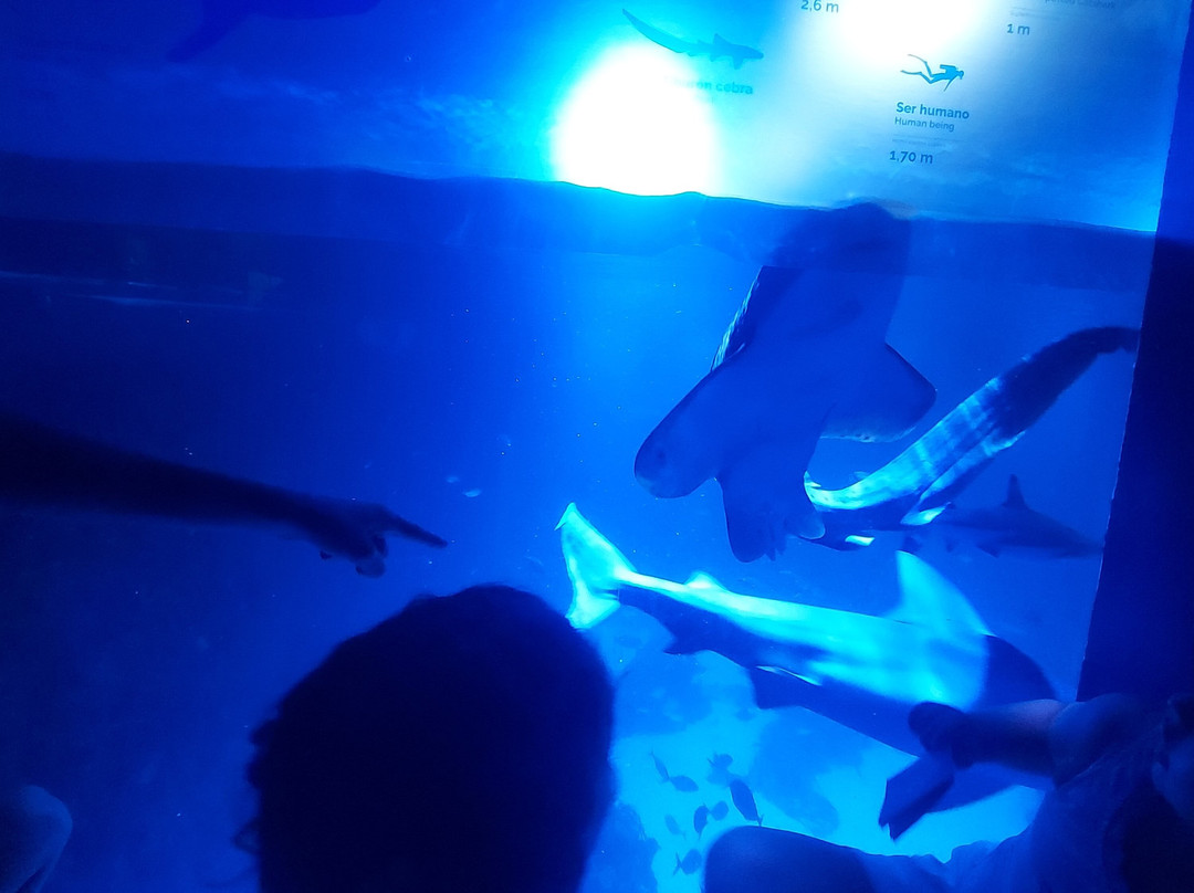 Atlantis Aquarium Madrid-阿罗约莫利诺斯必去景点