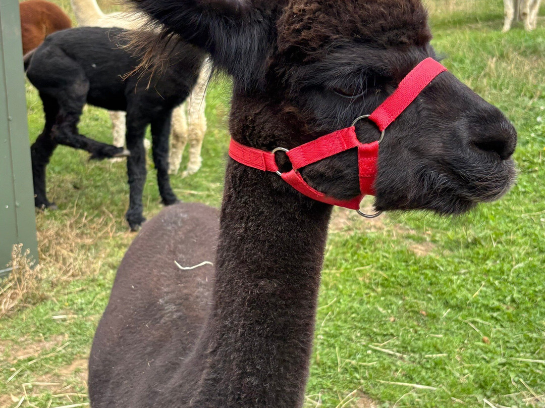 Beacon Alpacas-Husthwaite必去景点
