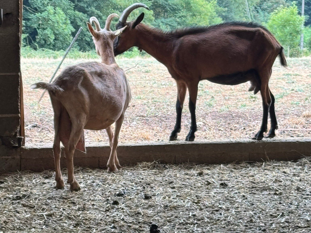 Les Chevres qui Dansent-Le Grand-Serre必去景点