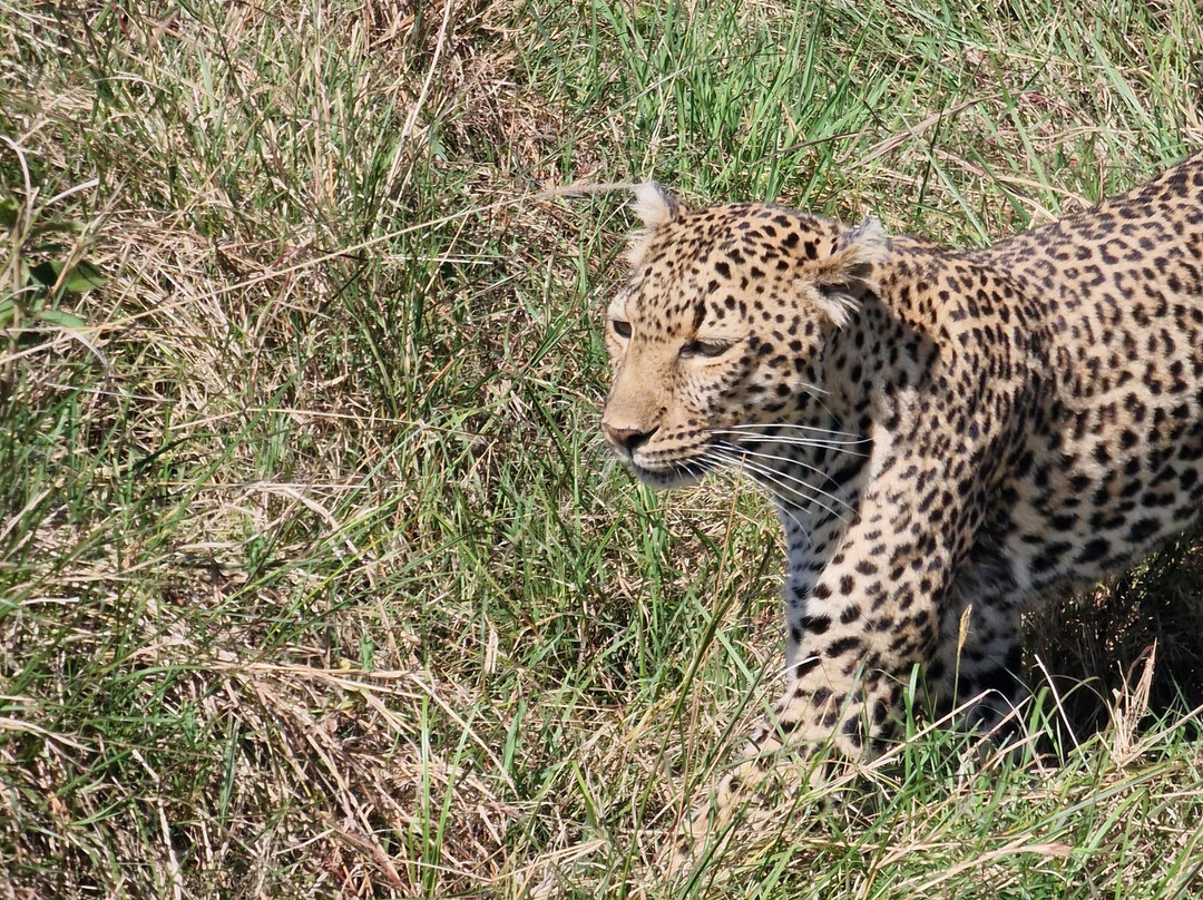 Leopard Orchid Safaris-内罗毕必去景点