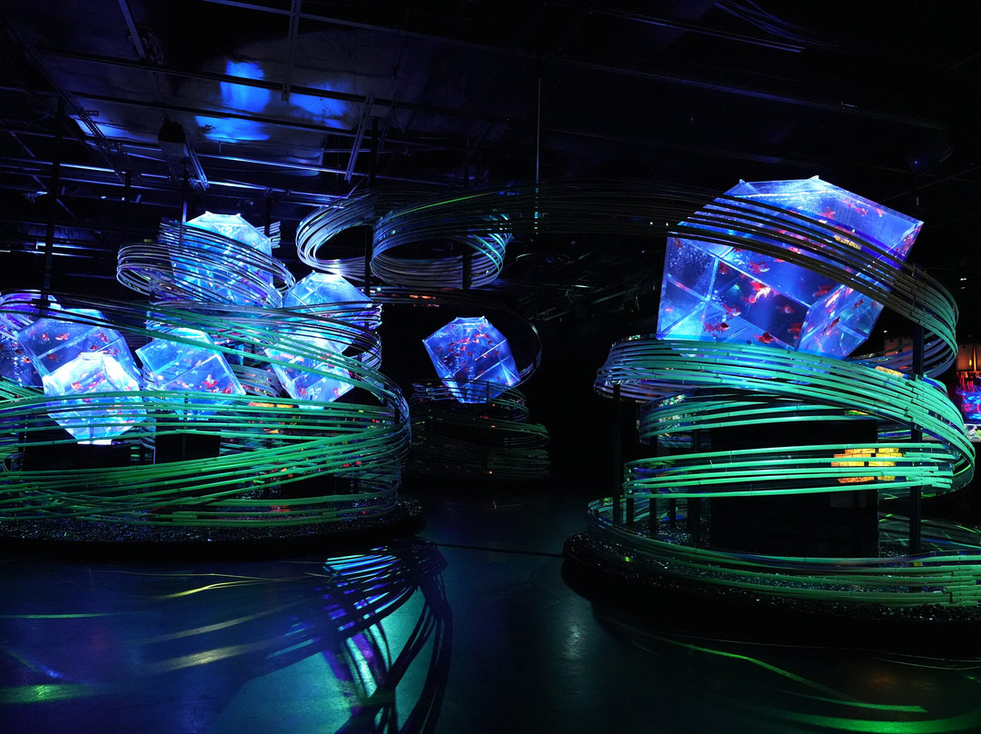 Art Aquarium-Ginza必去景点