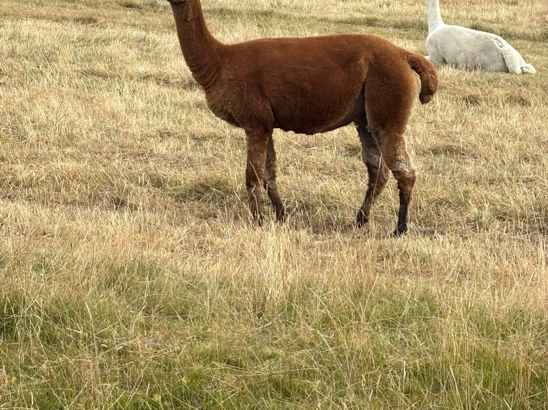 Teesdale Alpacas (Open by Appointment Only)-Barnard Castle必去景点