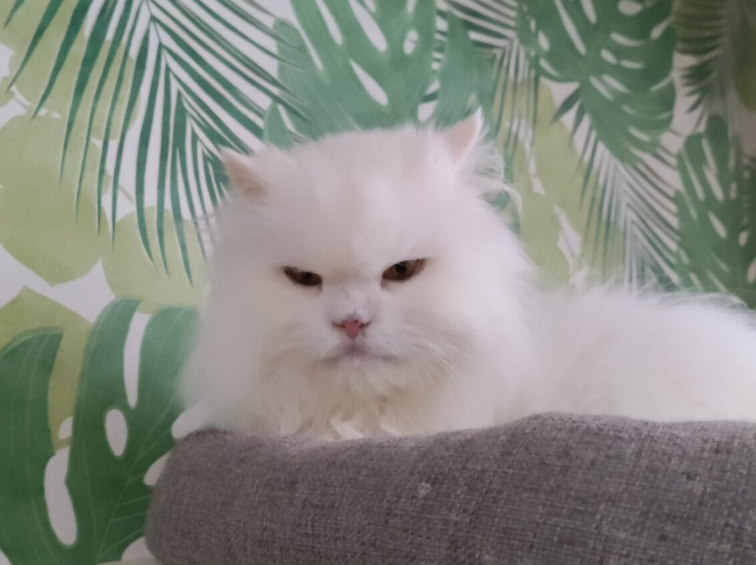 Bedford Cat Café-贝德福德必去景点