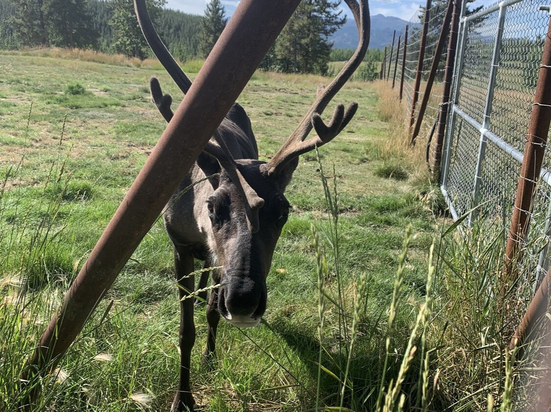 Yukon Wildlife Preserve-白马市必去景点