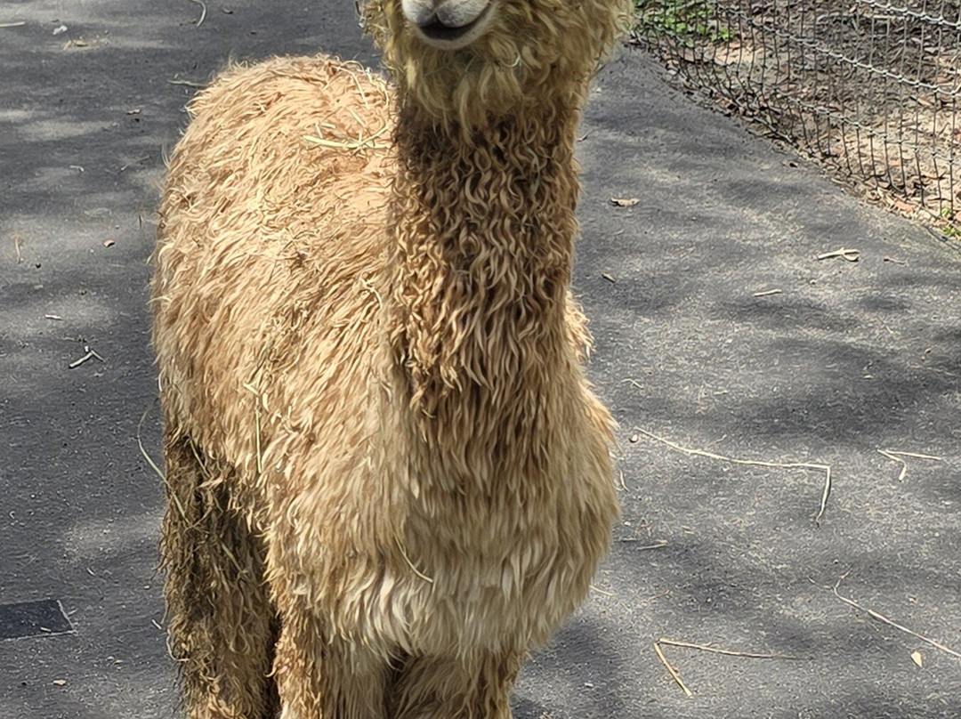 LunaSea Alpaca Farm-Ferndale必去景点