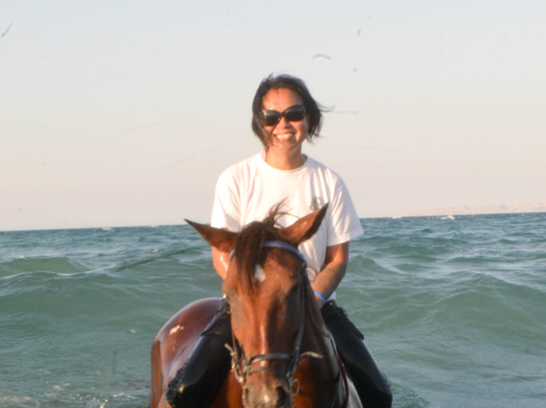 Yallahorse Stable-艾高娜必去景点