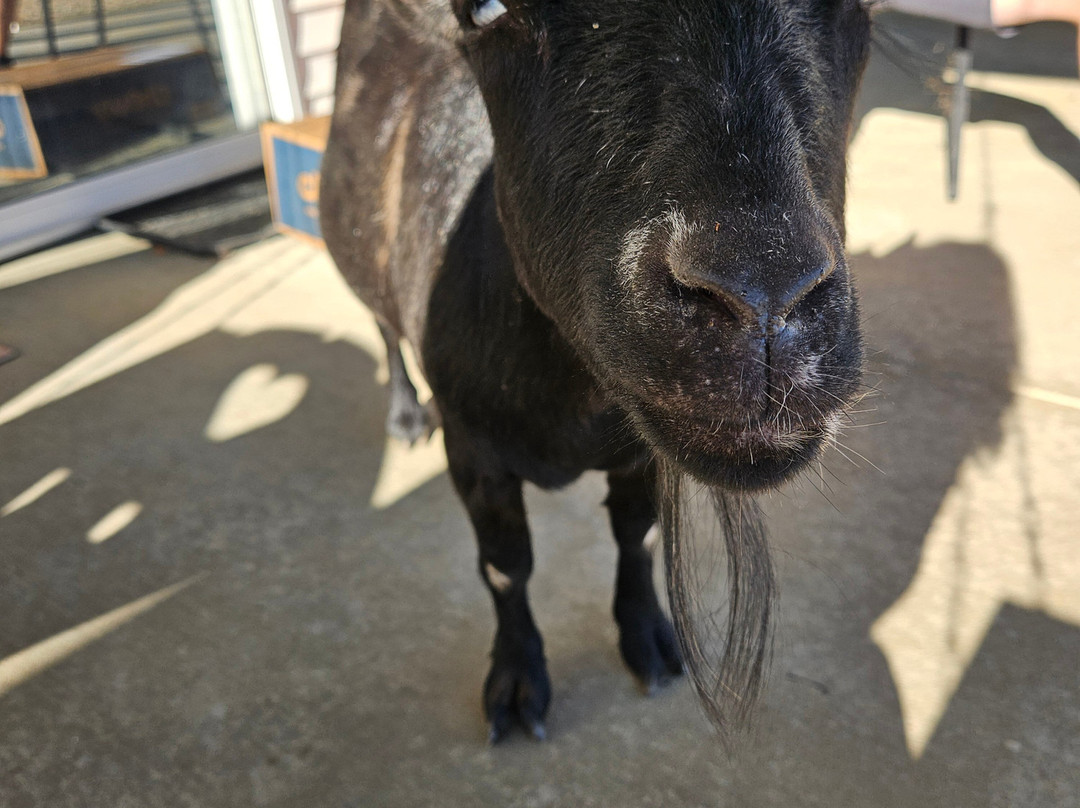 Outback Lodge and Stables主图