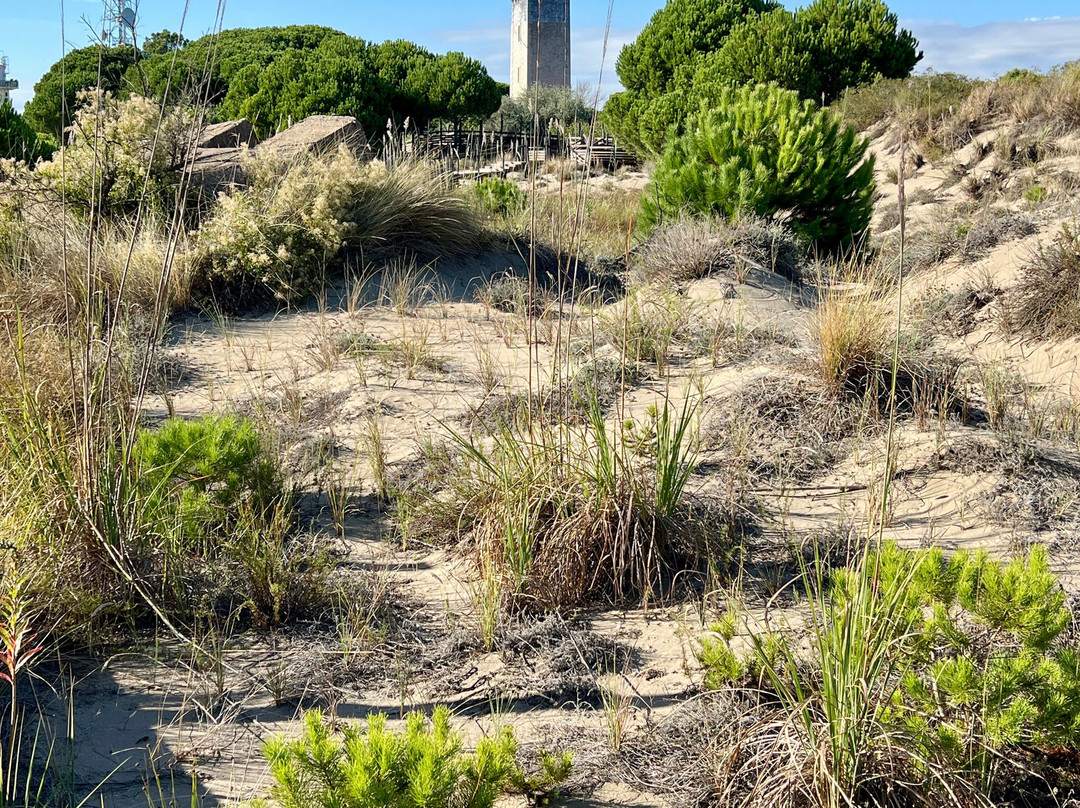 Phare de l'Espiguette-勒格罗迪鲁瓦必去景点