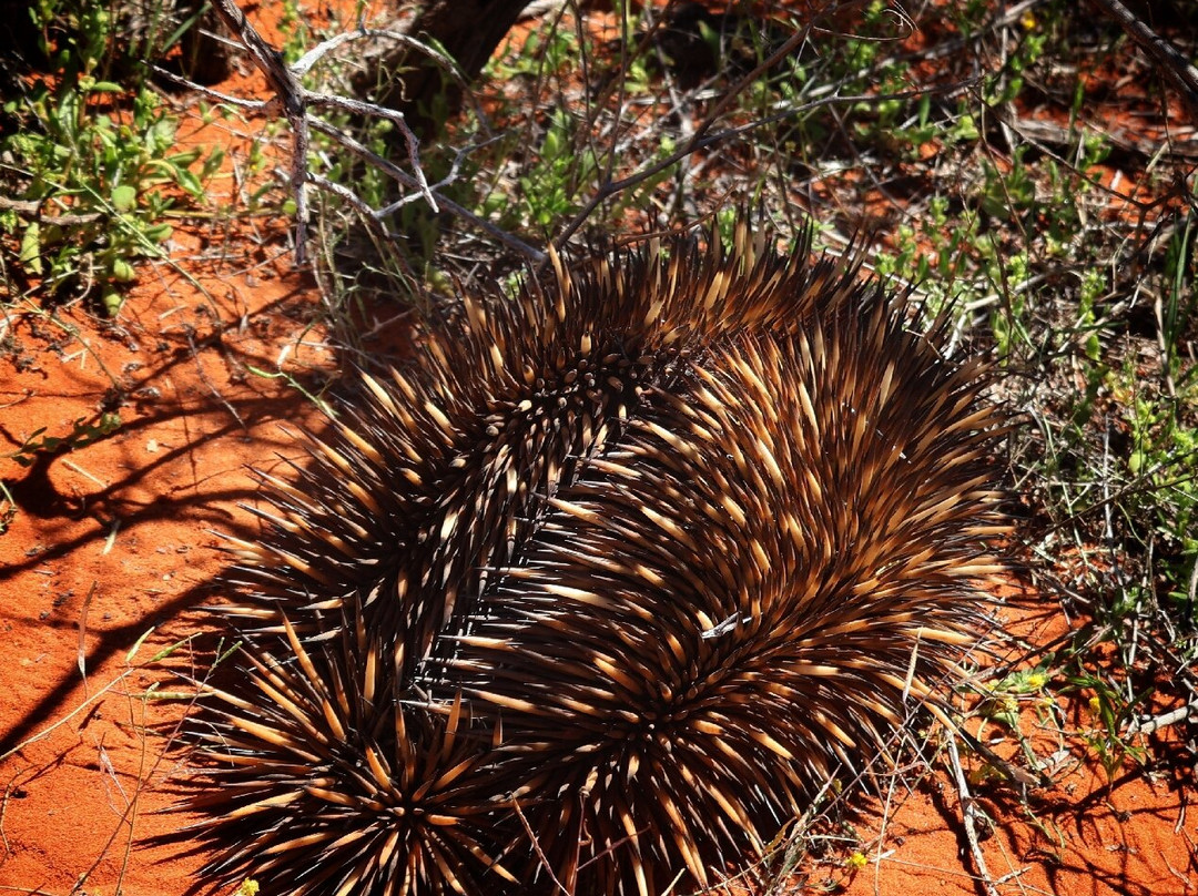 Shark Bay Coastal Tours-德纳姆必去景点