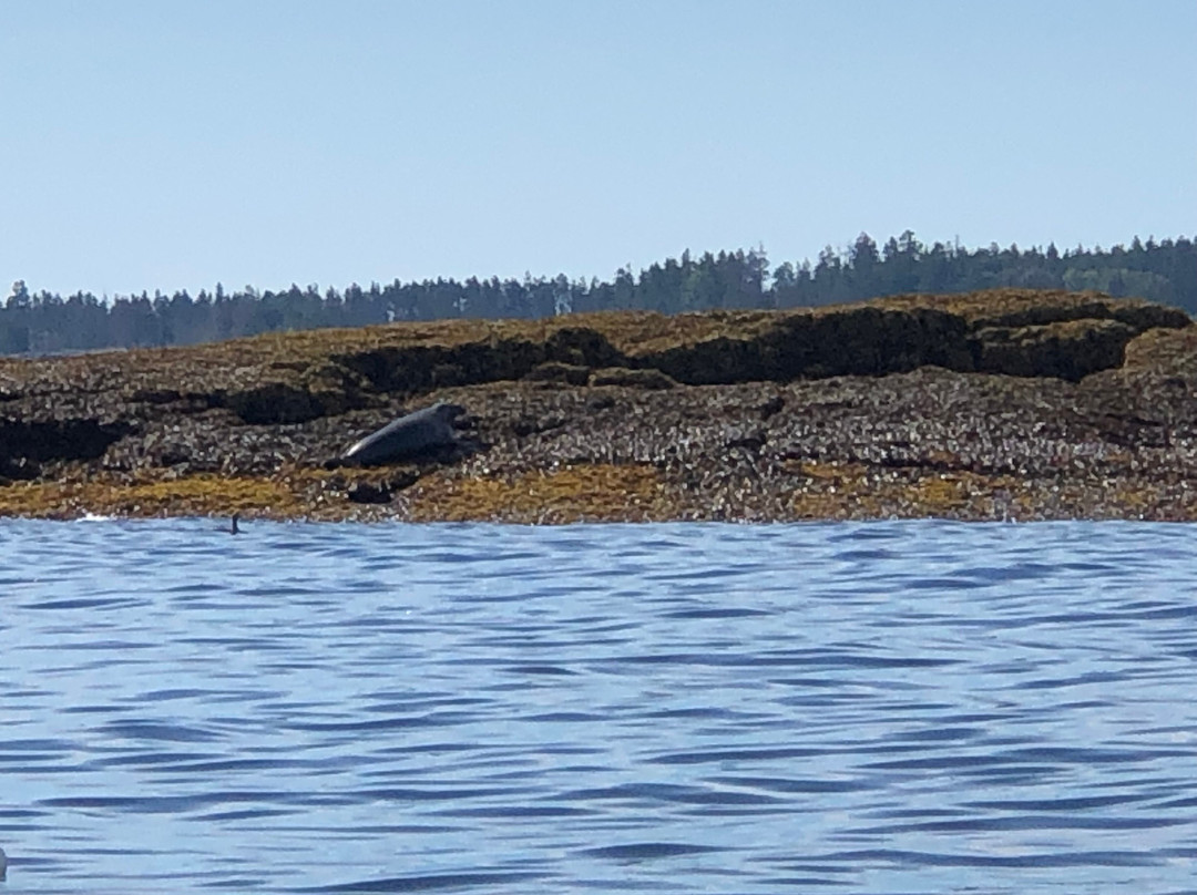 Sea Princess Cruises-Mount Desert必去景点