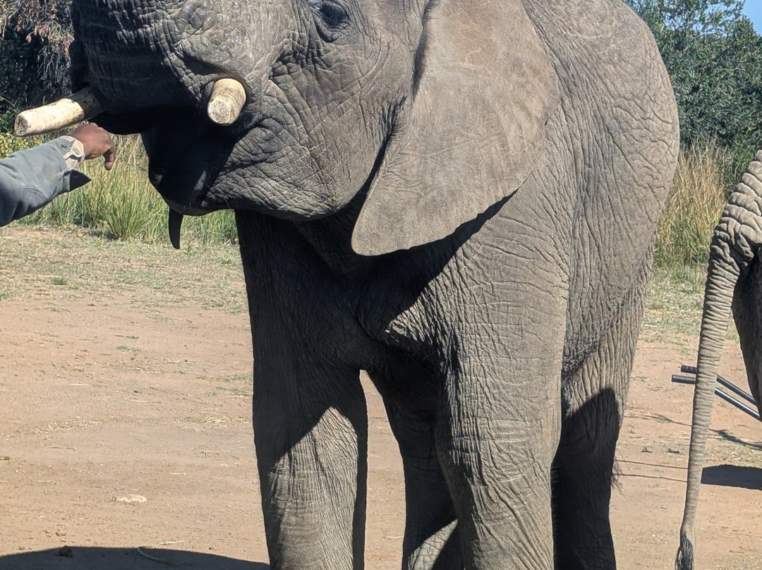 Adventures with Elephants-贝拉贝拉必去景点