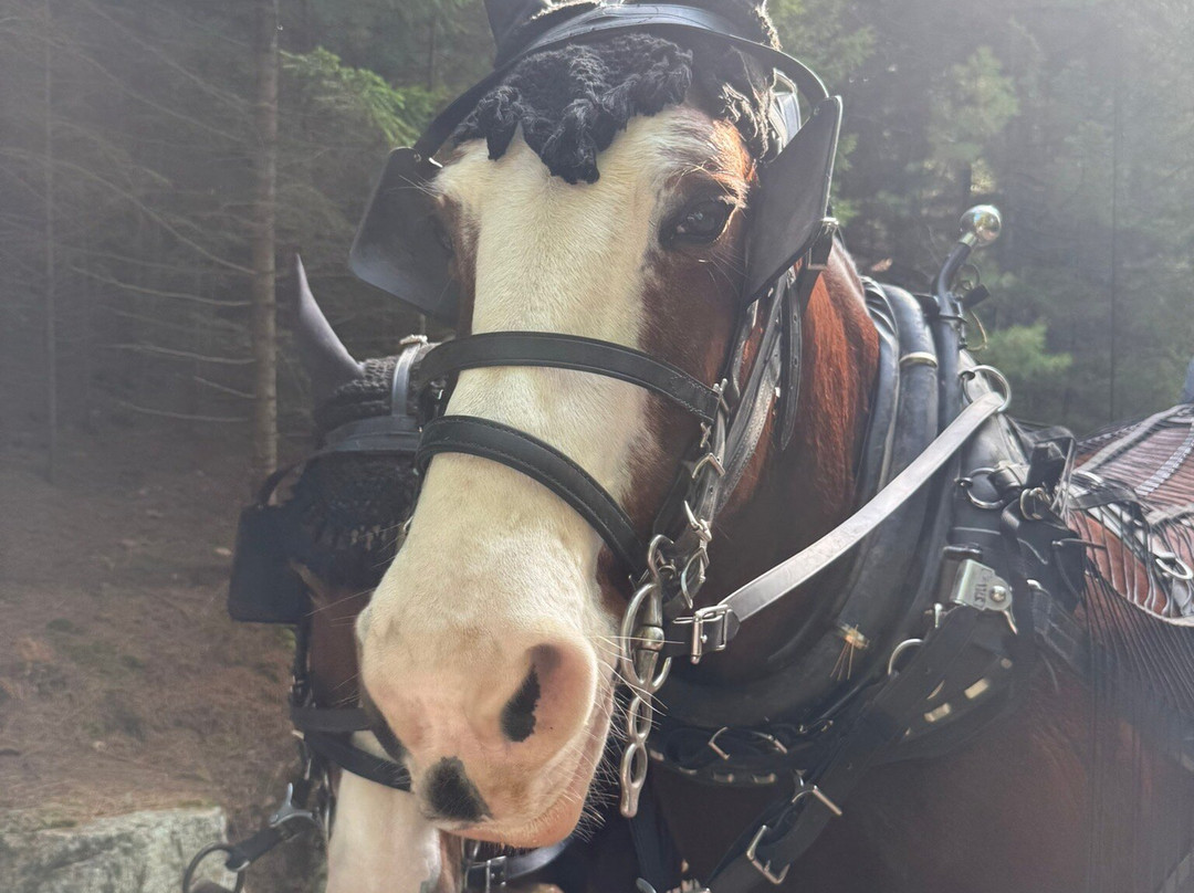 Carriages of Acadia-阿卡迪亚国家公园必去景点