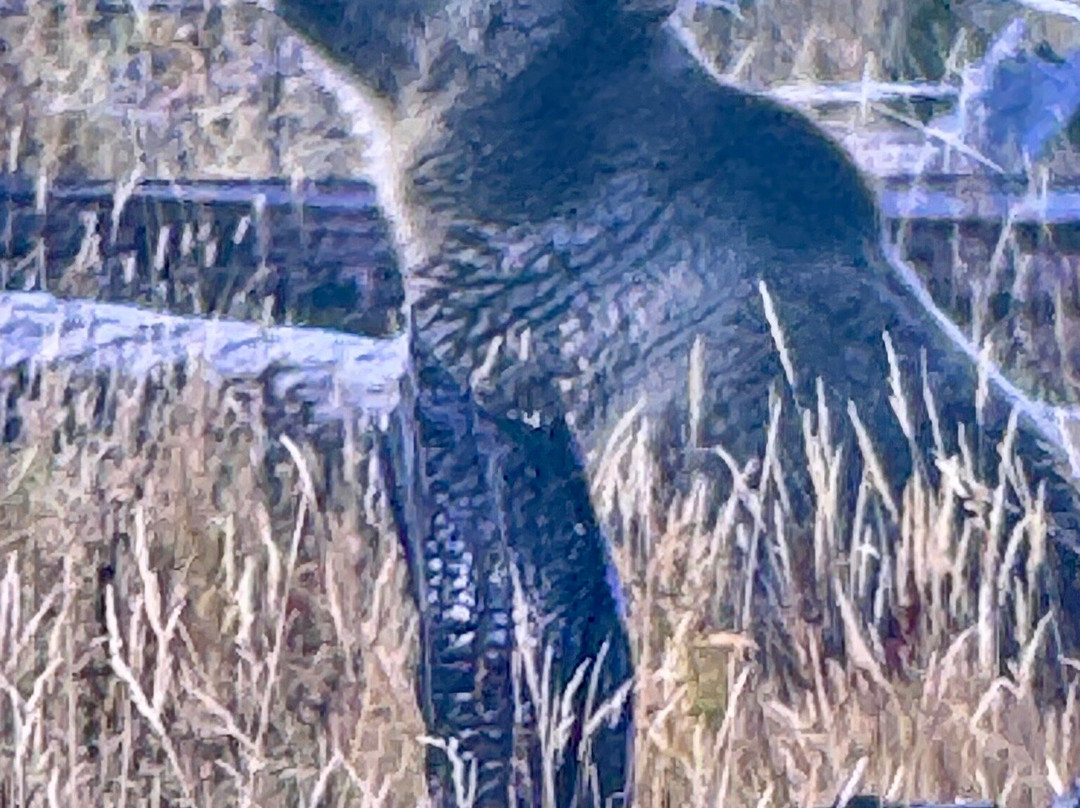 Yellowstone Wolf Tracker-加德纳必去景点