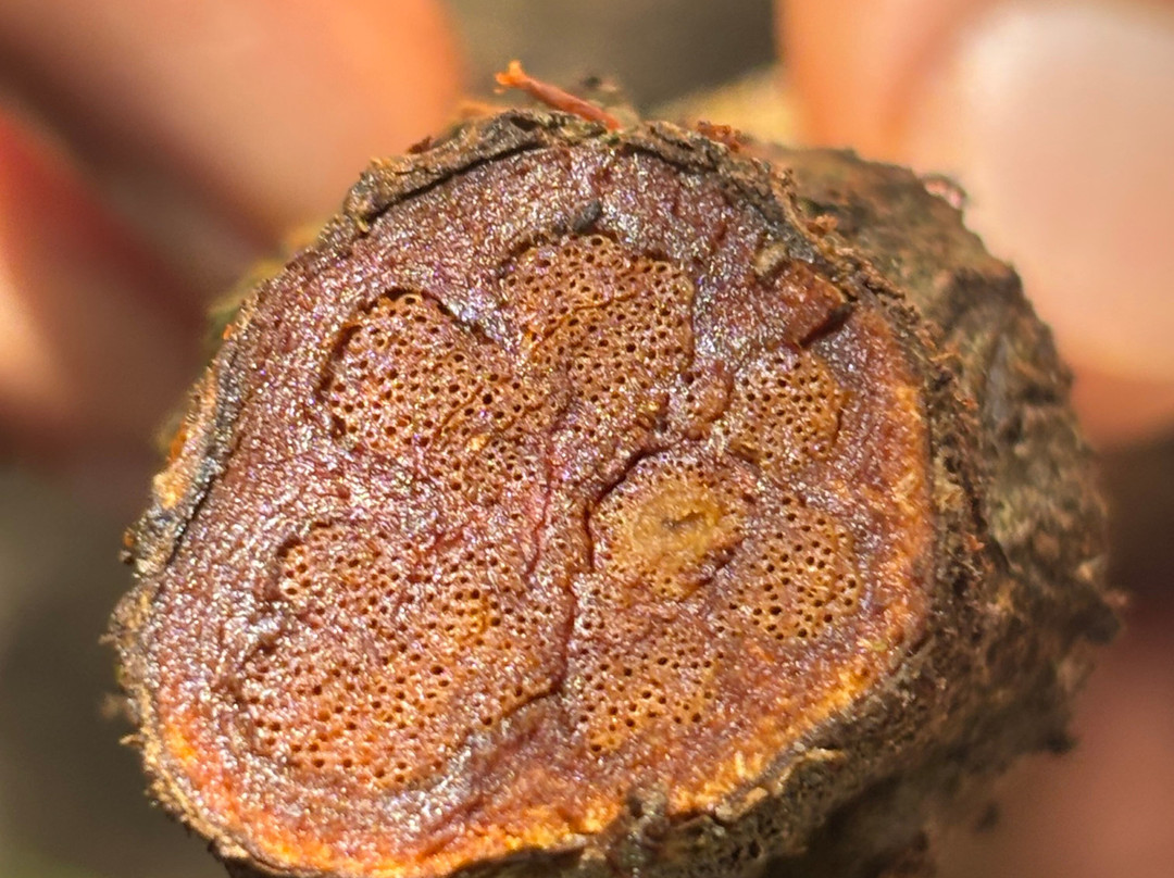 La luna del amazonas-伊基托斯必去景点