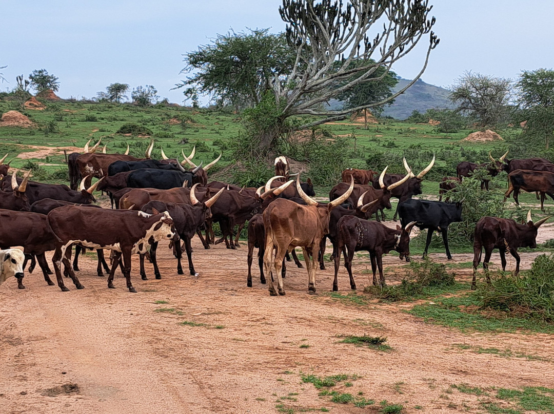 Kigezi Vima Safaris-Kibale National Park必去景点