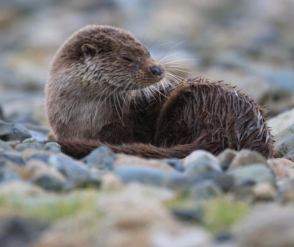 Mull Wildlife Breaks