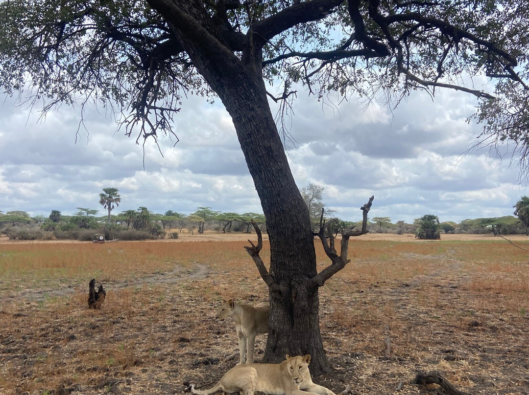 Asante Bibi Safaris And Tours-莫西必去景点