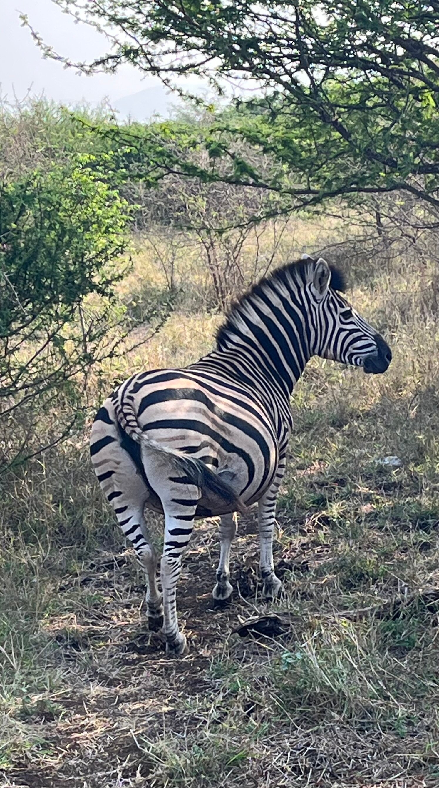 Bayete Zulu Boutique Lodge-官方