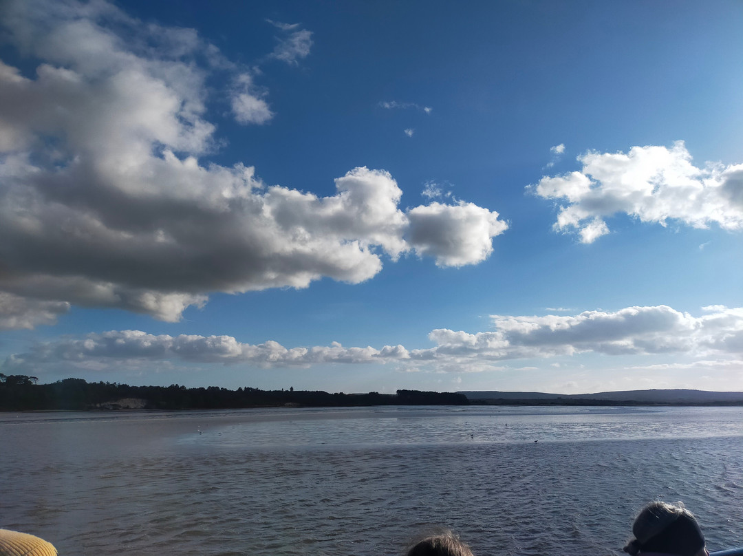 Birds Of Poole Harbour Events-普尔必去景点