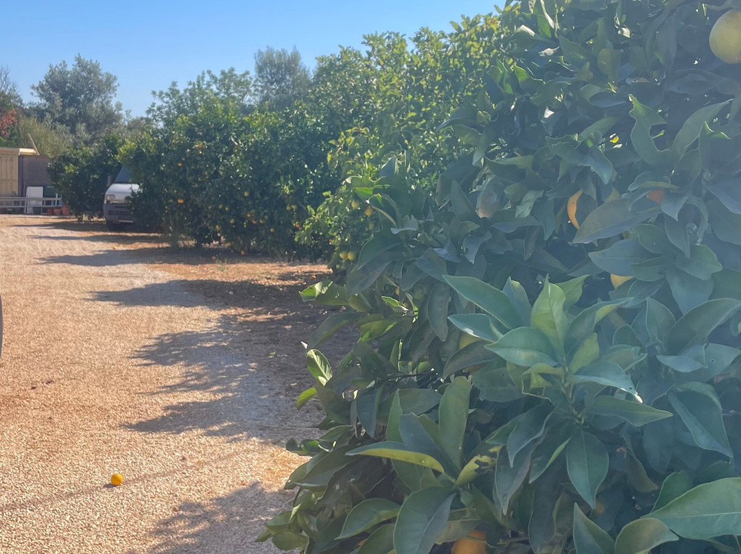 Emotions Tours - Buggy and Jeep Safaris-Silves必去景点