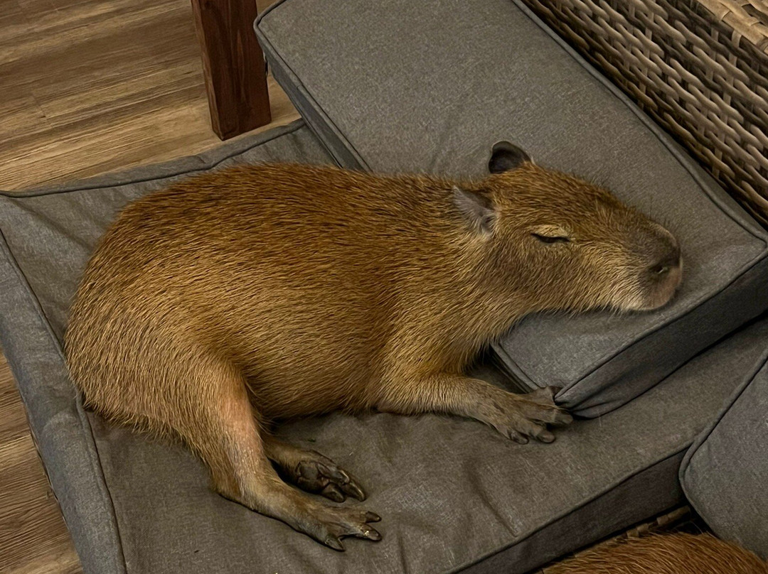 Capybara Cafe-Saint Augustine Beach必去景点