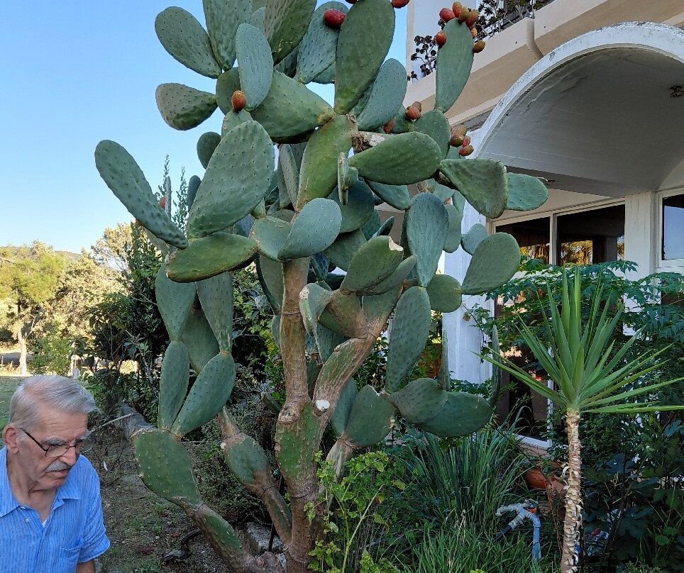 Rhodian Sun Hotel主图