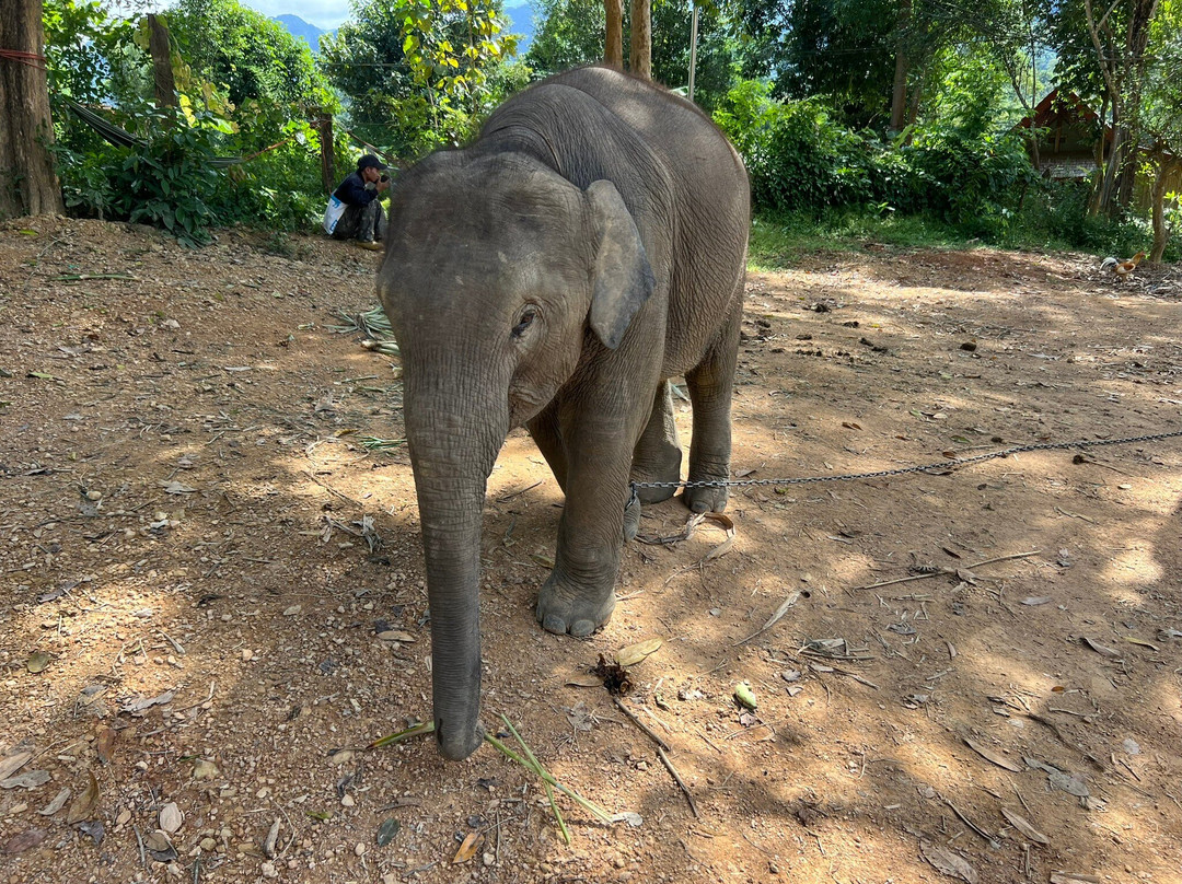 Elephant Village Sanctuary & Resort-琅勃拉邦必去景点