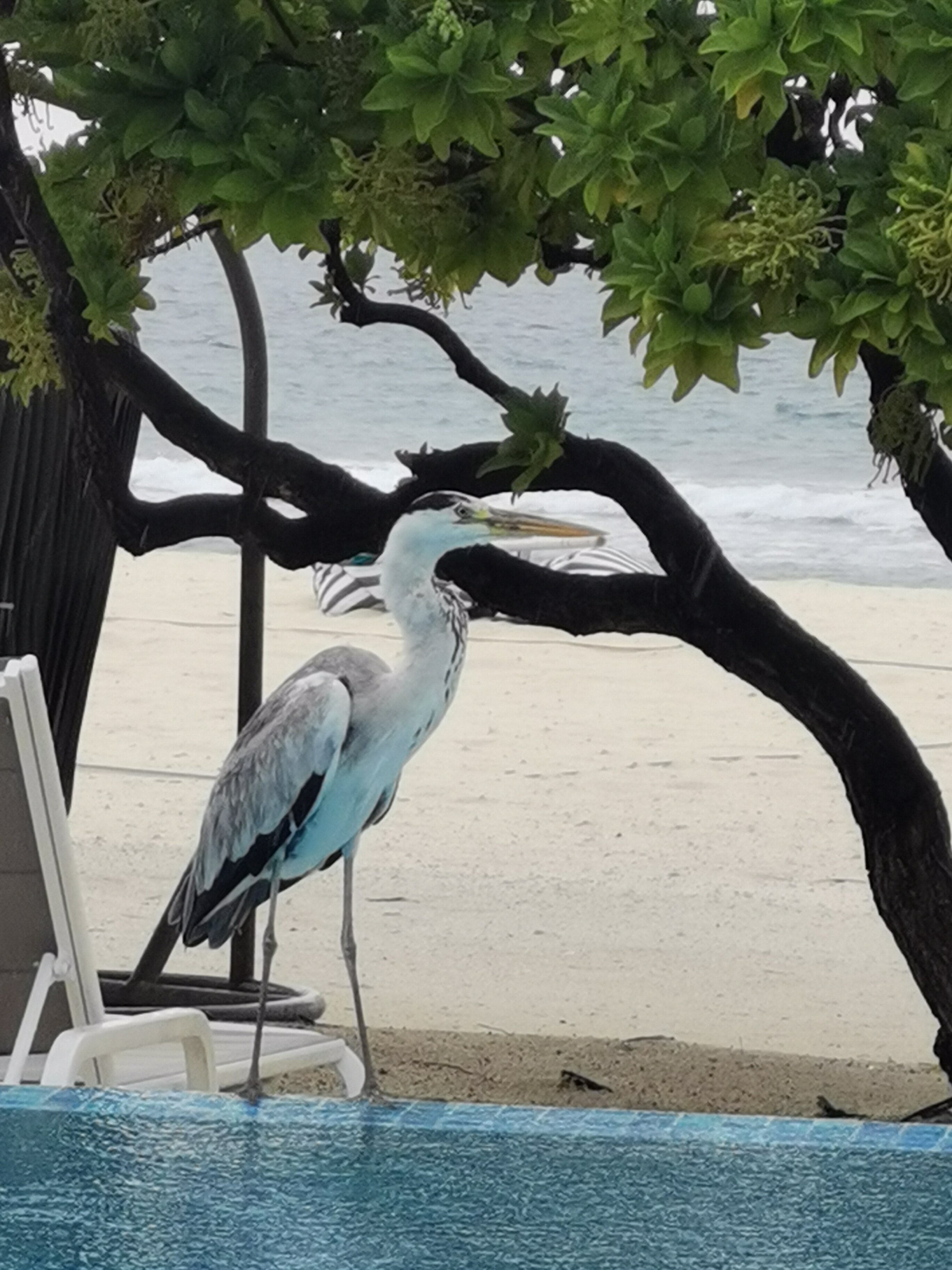 Cora Cora Maldives-浴室