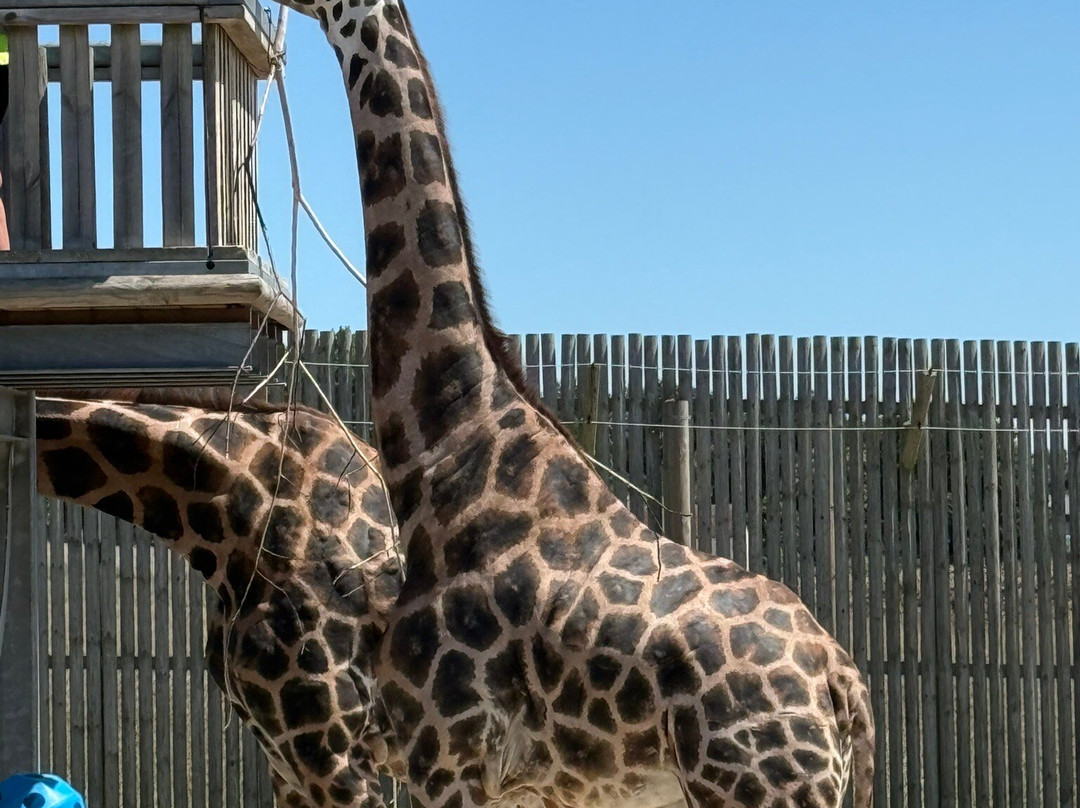 Wingham Wildlife Park-Wingham必去景点