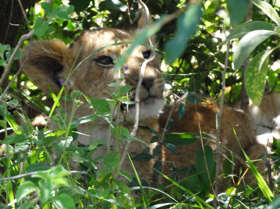 Bateleur Eagle Safaris-内罗毕必去景点