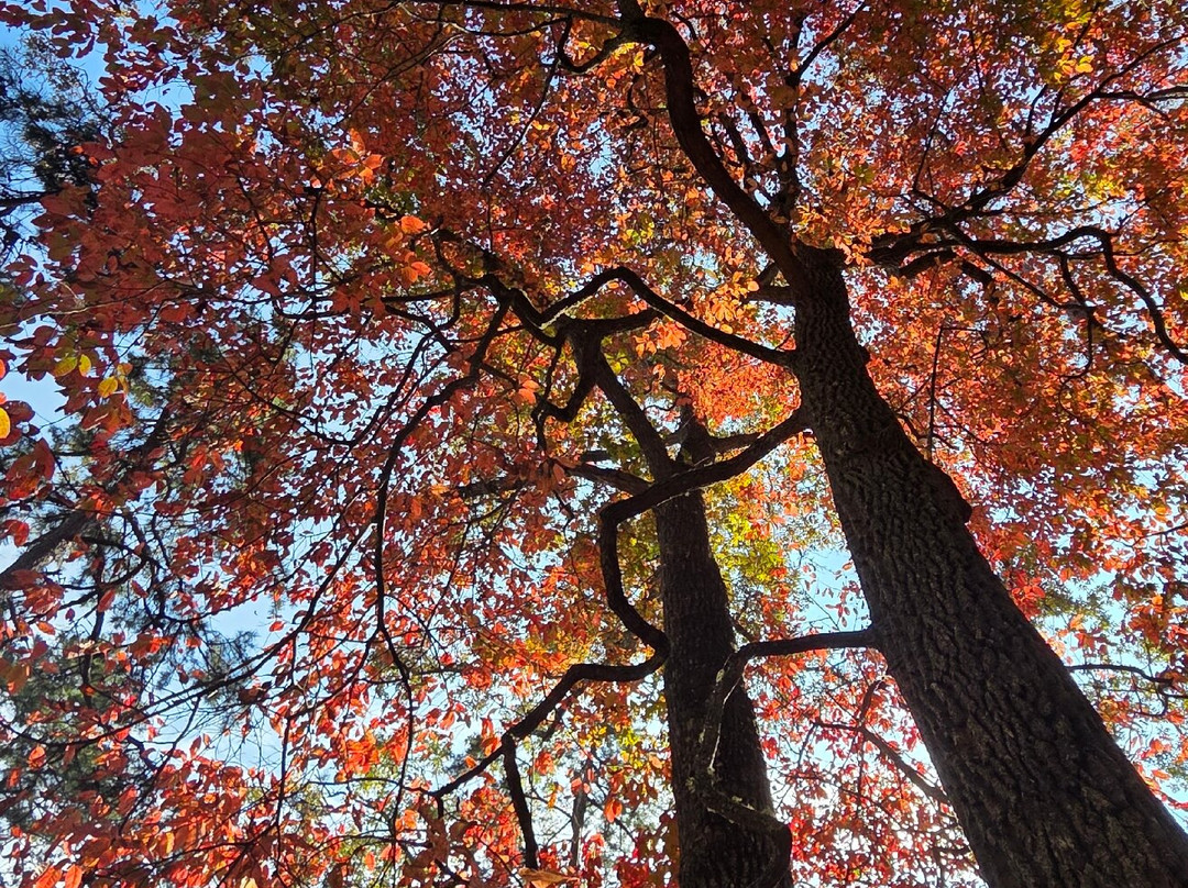 Jackrabbit Mountain Bike & Hiking Trails-Hayesville必去景点