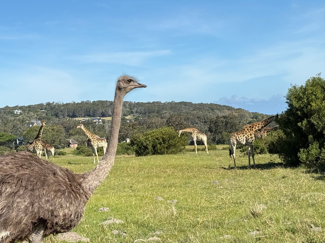 Kragga Kamma Game Park-伊丽莎白港必去景点