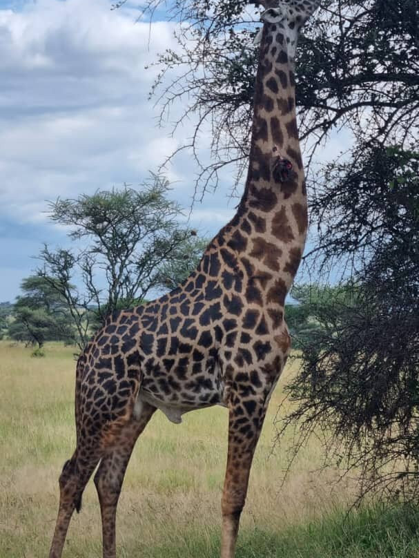 LULU AFRICAN SAFARIS LTD.-阿鲁沙必去景点