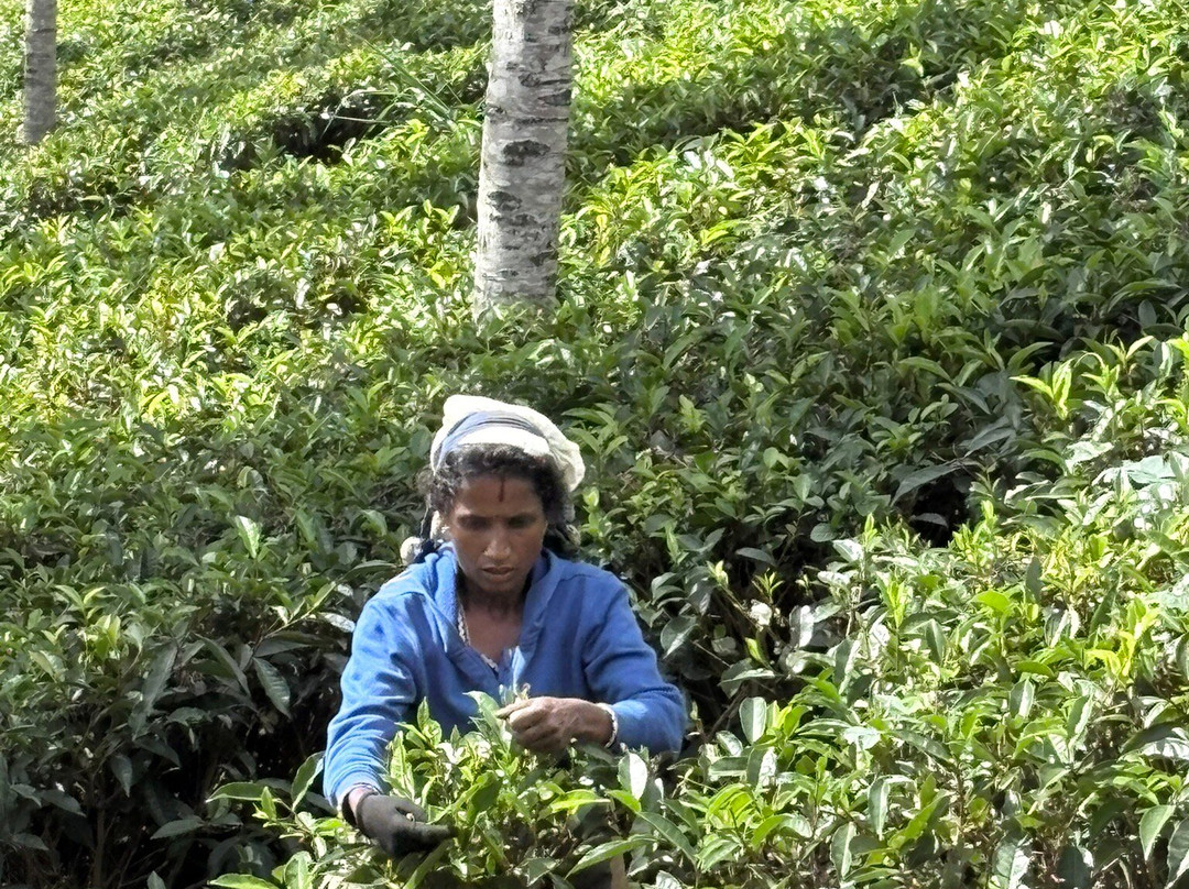 Driver Sri Lanka T-Two-奴娃拉伊利雅必去景点