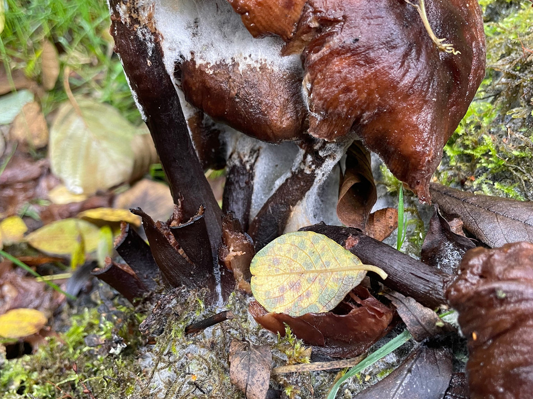 Careys Secret Garden-韦勒姆必去景点
