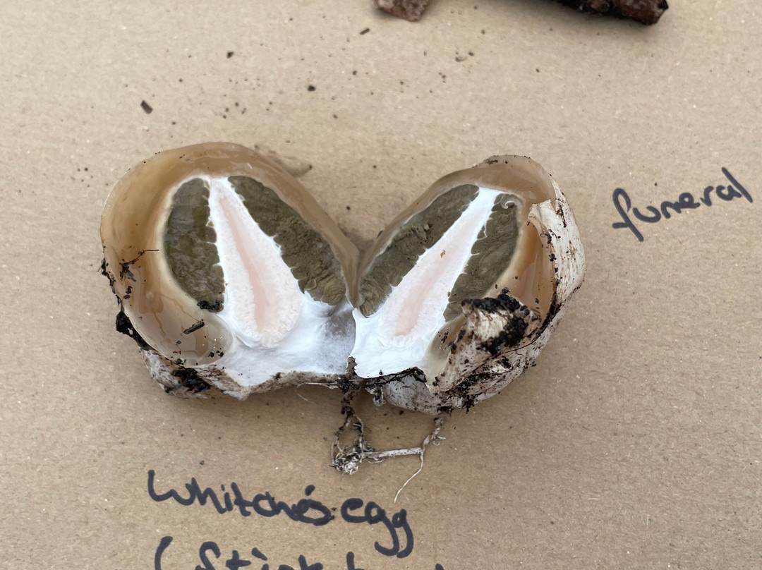 Careys Secret Garden-韦勒姆必去景点