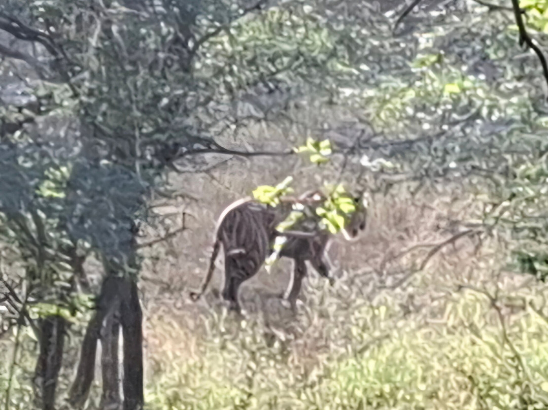 Ranthambore National Park-Ranthambore National Park必去景点