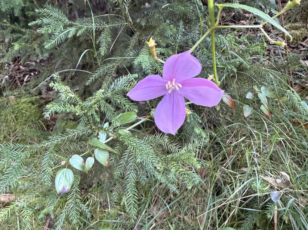 Kona Cloud Forest Sanctuary-凯鲁瓦-柯纳必去景点