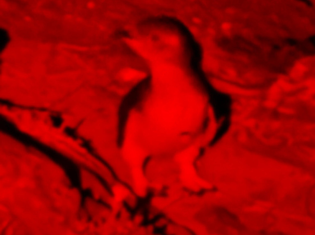 Penneshaw Penguin Centre-Penneshaw必去景点