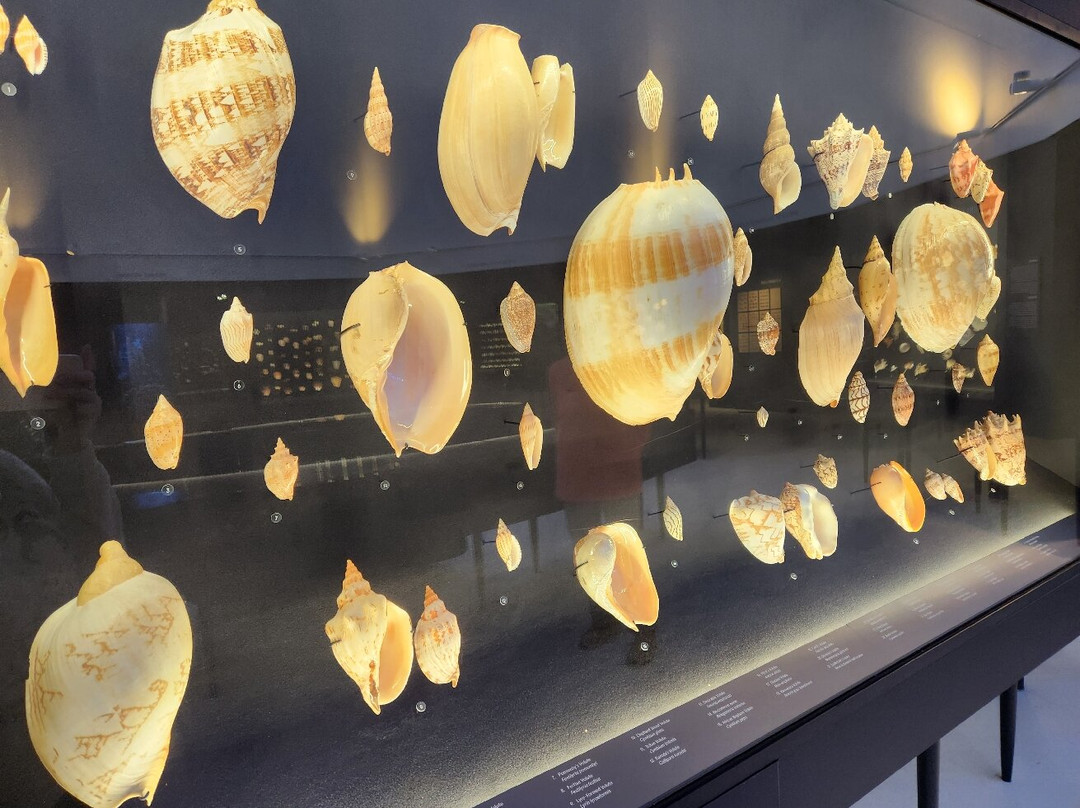 The Bailey-Matthews National Shell Museum & Aquarium-萨尼贝尔岛必去景点