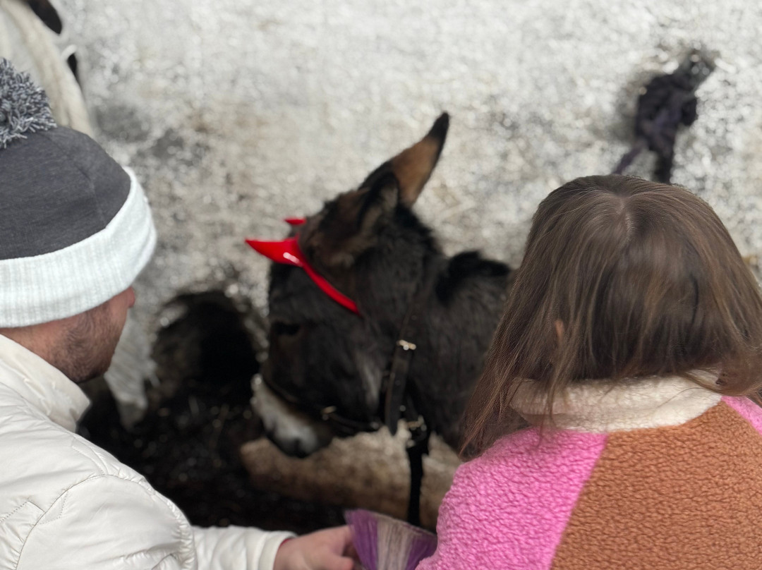 Kinedale Donkeys-Ballynahinch必去景点